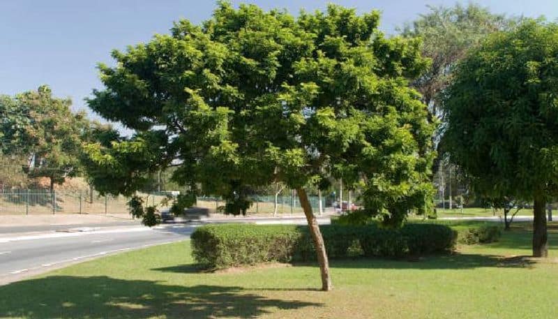 Brazilwood or Paubrasilia echinata tree named after brazil 