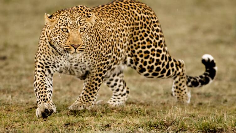 leopord1