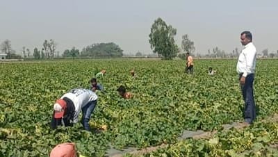 ये हैं एम कॉम पास किसान: 4 महीने खेती से करोड़ों कमाई, अपनी एग्रीकल्‍चर लैंड नही, बंदे ने लगाया गजब का दिमाग