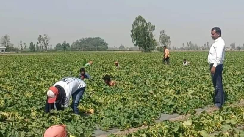 Melon Farming: How this M.Com graduate built a multi crore farming venture without owning land