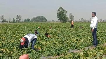 success story of Uttar Pradesh s largest melon producing farmer zrua 