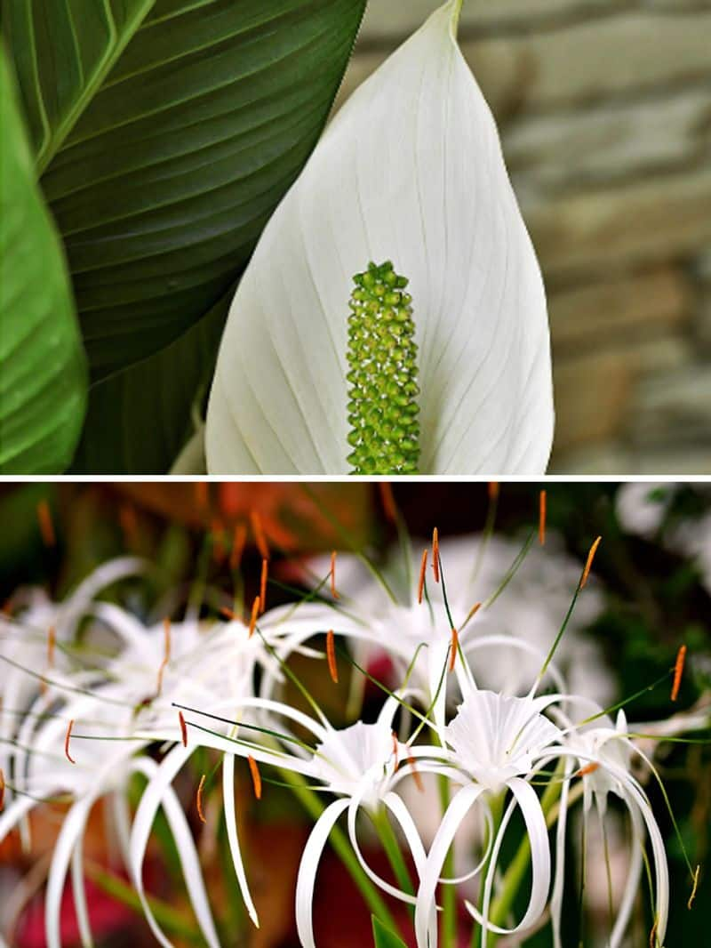 Peace Lily to Pothos: 7 low maintainence indoor plants ATG EAI