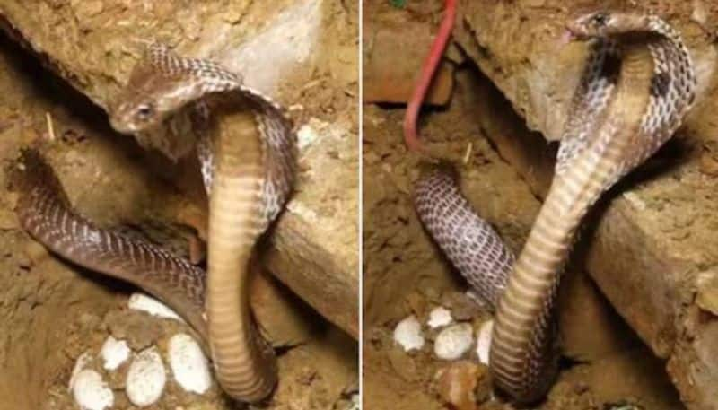 mother cobra protecting eggs video 