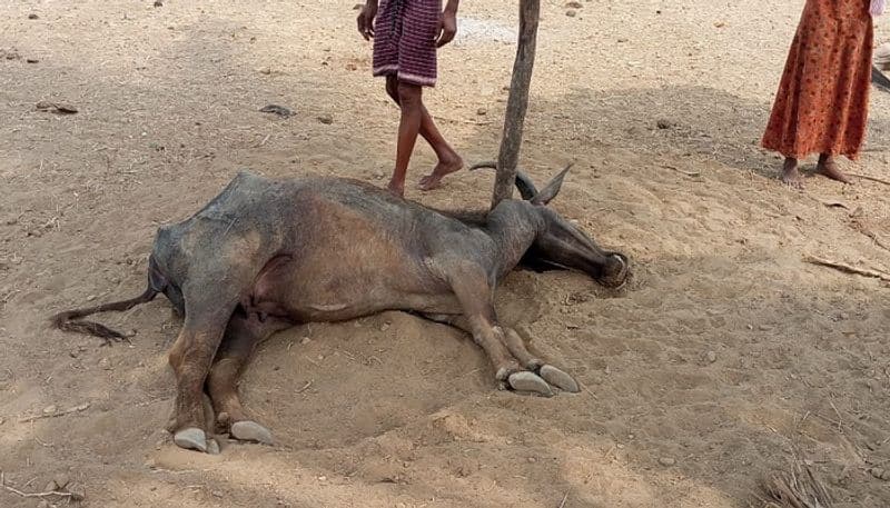 Two Buffaloes Died without Water and Fodder in Chamarajanagara grg 