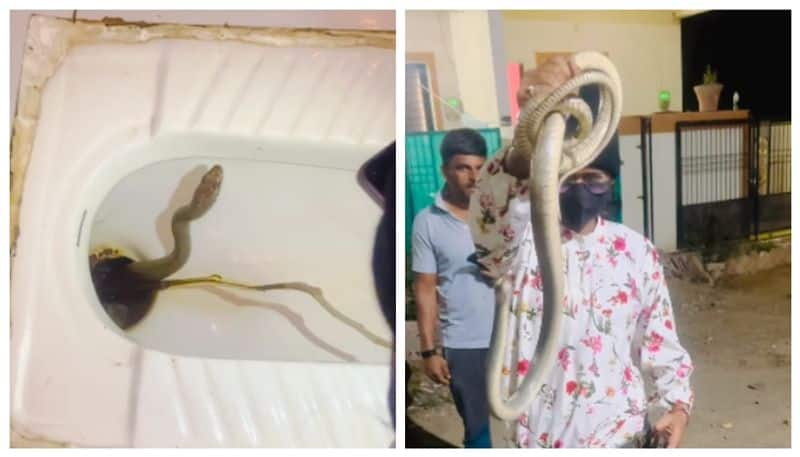 video of 10 foot long snake came out from the toilet went viral 