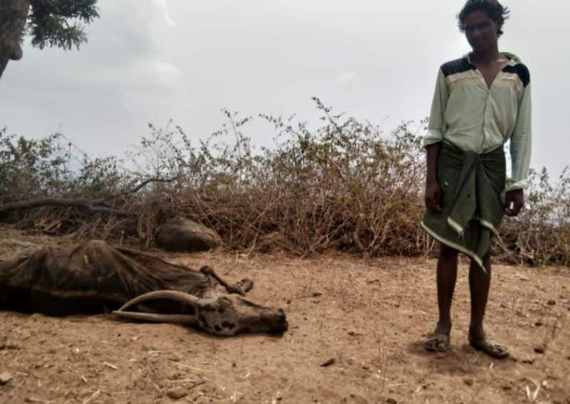 Hot Summer: Severe death of Animals without fodder and water snr