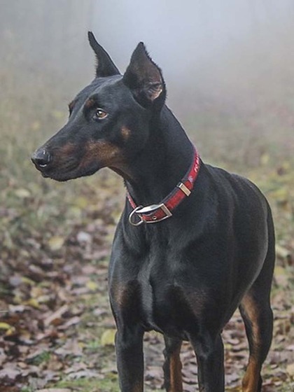 Doberman Pinscher