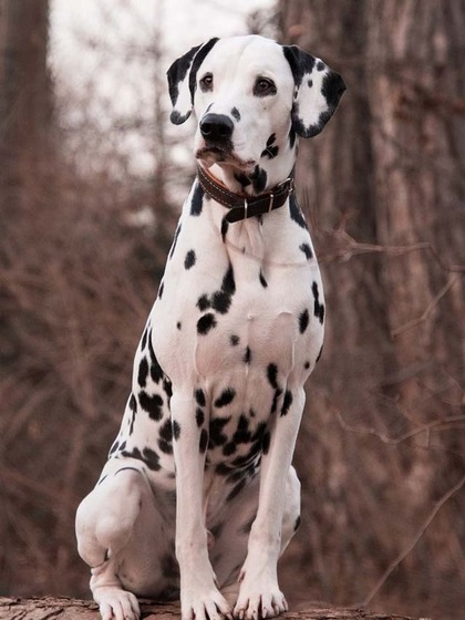 Dalmatian