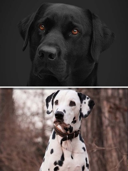 Labrador to Doberman-7 dog breeds best for Indian summers