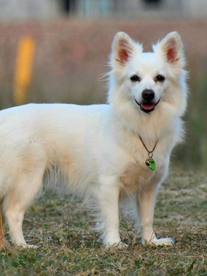 Indian Spitz