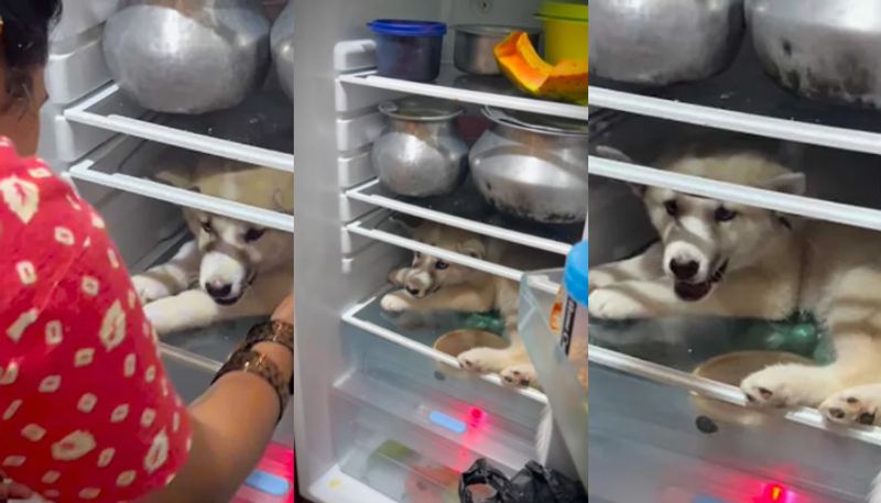 Video of husky dog  chilling inside refrigerator goes viral in social media