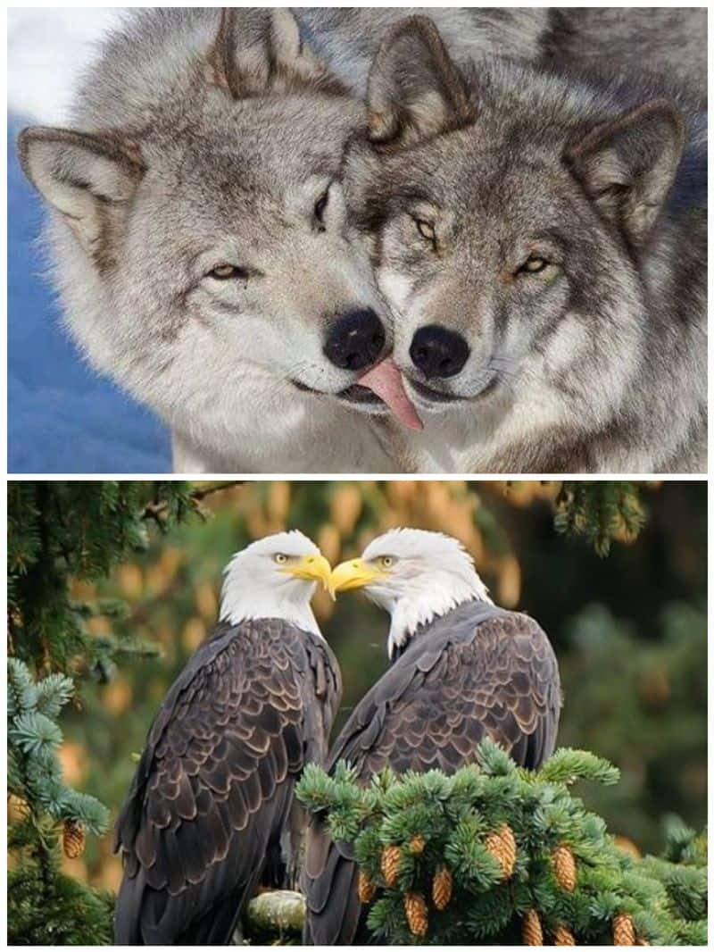 Eagles to Wolves: 7 Monogamous animals that mate for life RTM