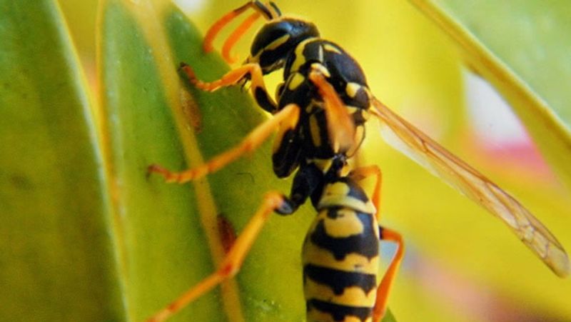 Two people died after being bitten by a wasp while bathing in the waterfall tvk