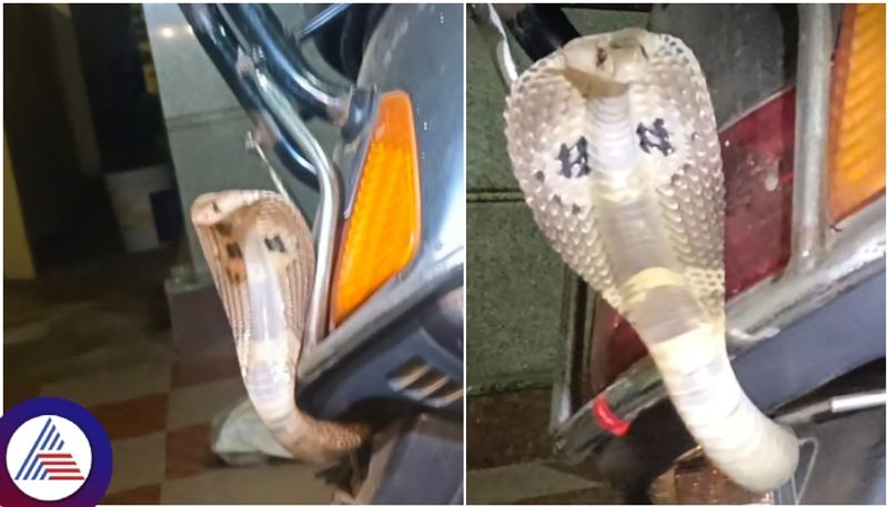 Karnataka summer Cobra sit on Scooter seat under and Tumakuru Dileep rescue the snake  sat