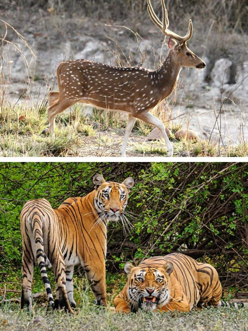 Kanha to Bandhavgarh: 5 must visit National Parks of Madhya Pradesh ATG