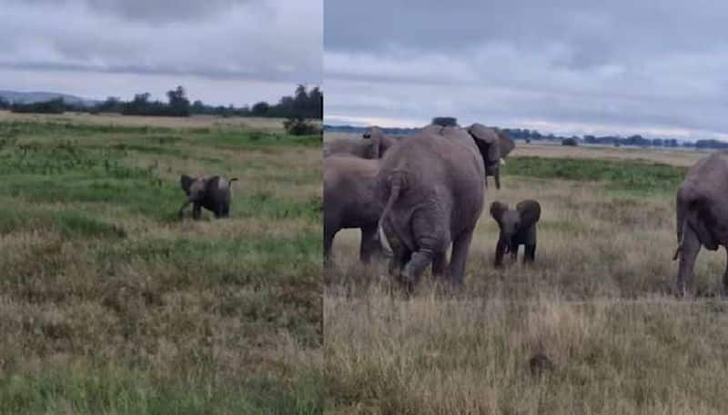 where is my mother baby elephant viral video 