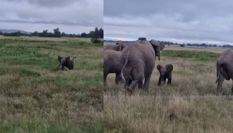 where is my mother baby elephant viral video 