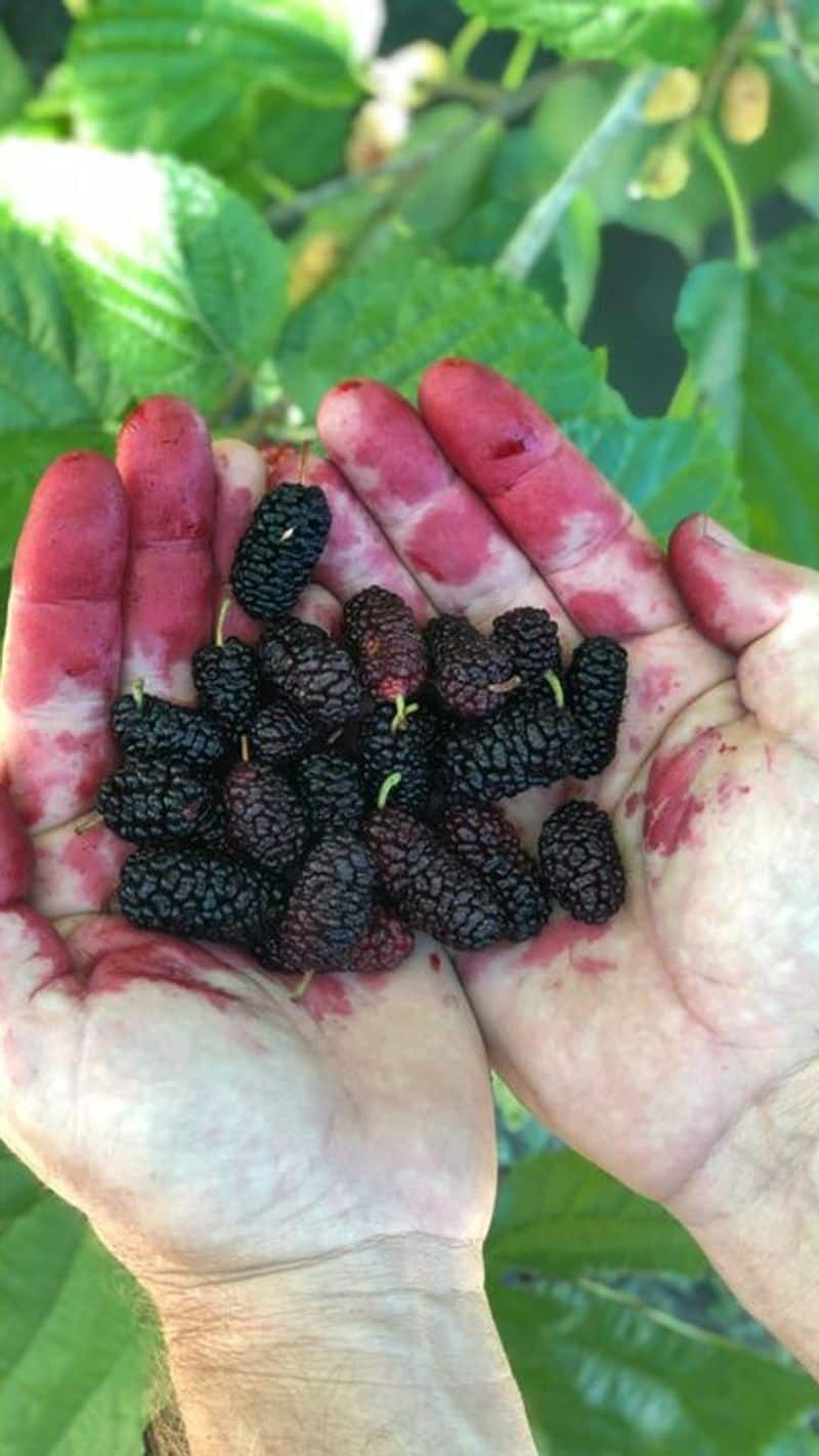 mulberries face mask shehtoot benefits for skin kxa  