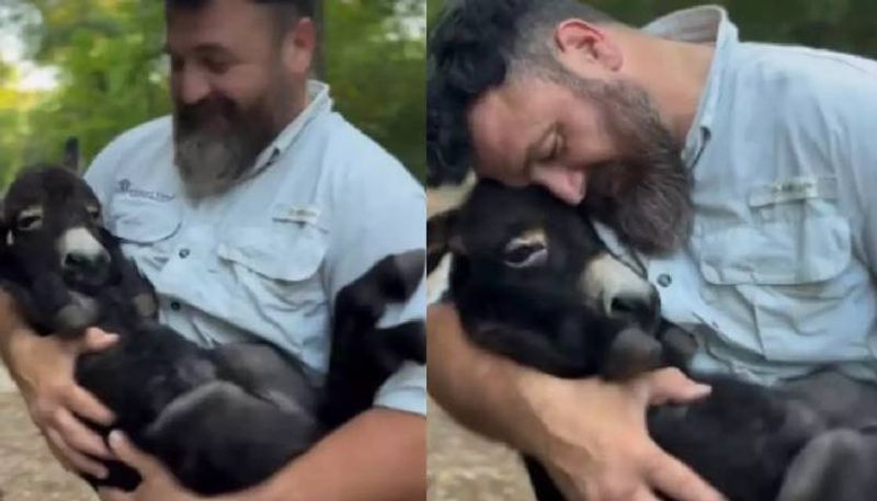 man cuddle baby donkey watch video 