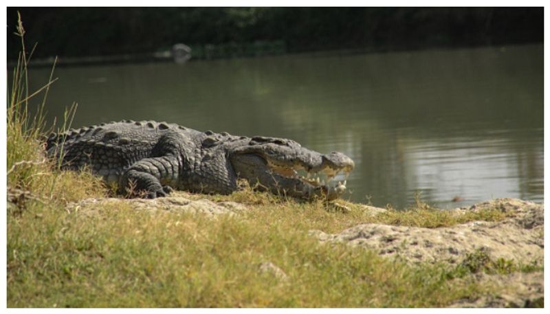 Locals slaughter huge crocodile that is a threat to human beings and prepare a feast with curry