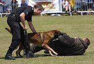 Police Dog Squad How a dog is given hard training before joining the team Video going viral on social media XSMN