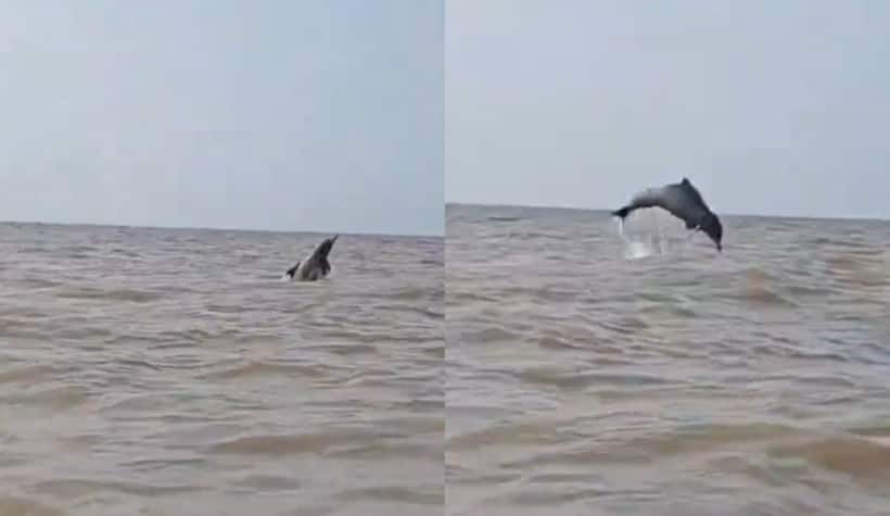 Dolphin playing in Juhu Beach: Watch wholesome video of dolphin jumping in Mumbai's sea water