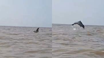 Dolphin playing in Juhu Beach: Watch wholesome video of dolphin jumping in Mumbai's sea water RTM