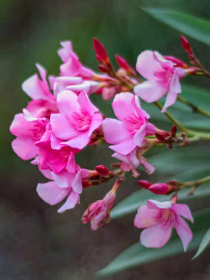 Did you know that 'Arali' or Oleander flower can take your life? Check anr