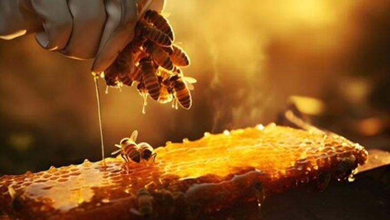 City of Honey Which district of UP in the country is called the city of honey? Where is most beekeeping done? XSMN