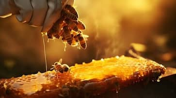 City of Honey Which district of UP in the country is called the city of honey? Where is most beekeeping done? XSMN