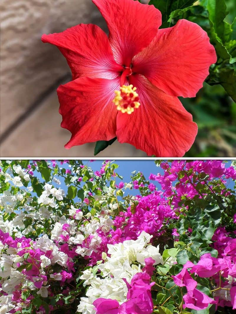 Hibiscus to Bougainvillea: 7 Summer flowers to grow in your garden ATG