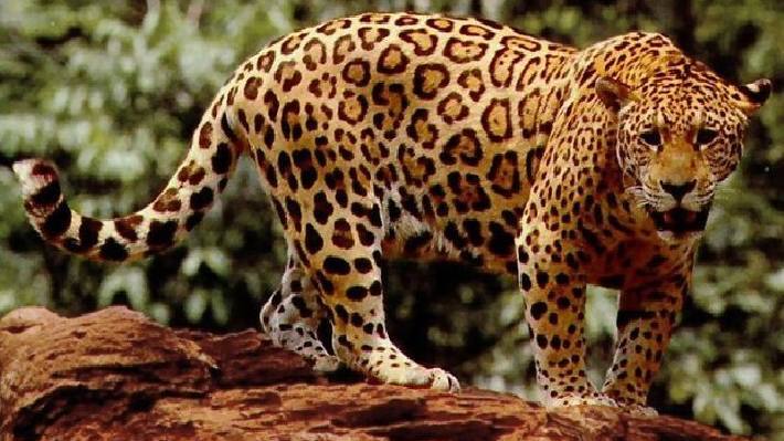 Panther 