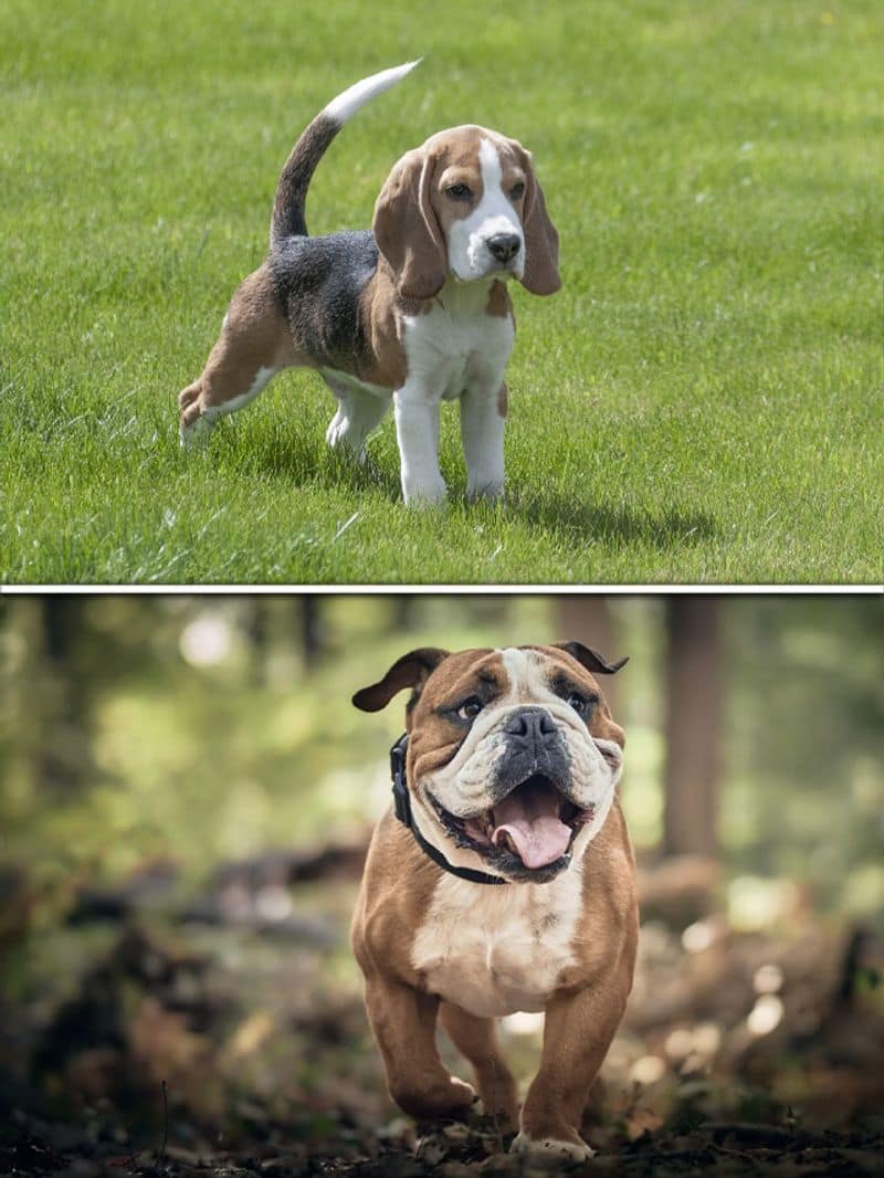 Beagle to Bulldog-7 dumbest dog breeds RBA EAI