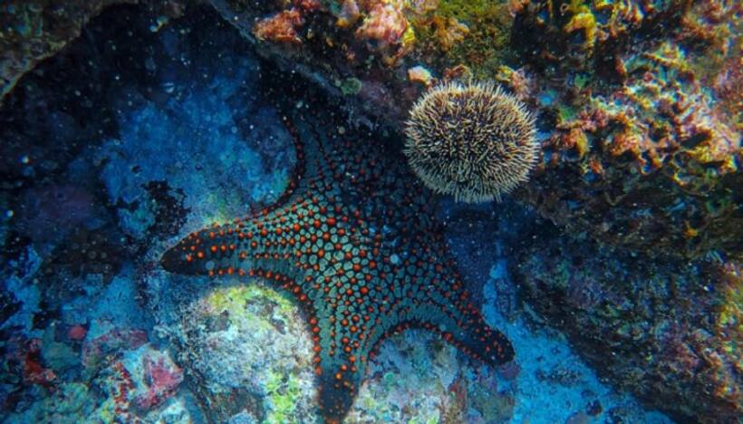Lakshadweep in ecological trouble? Scientists find bleaching of coral reefs due to marine heatwaves