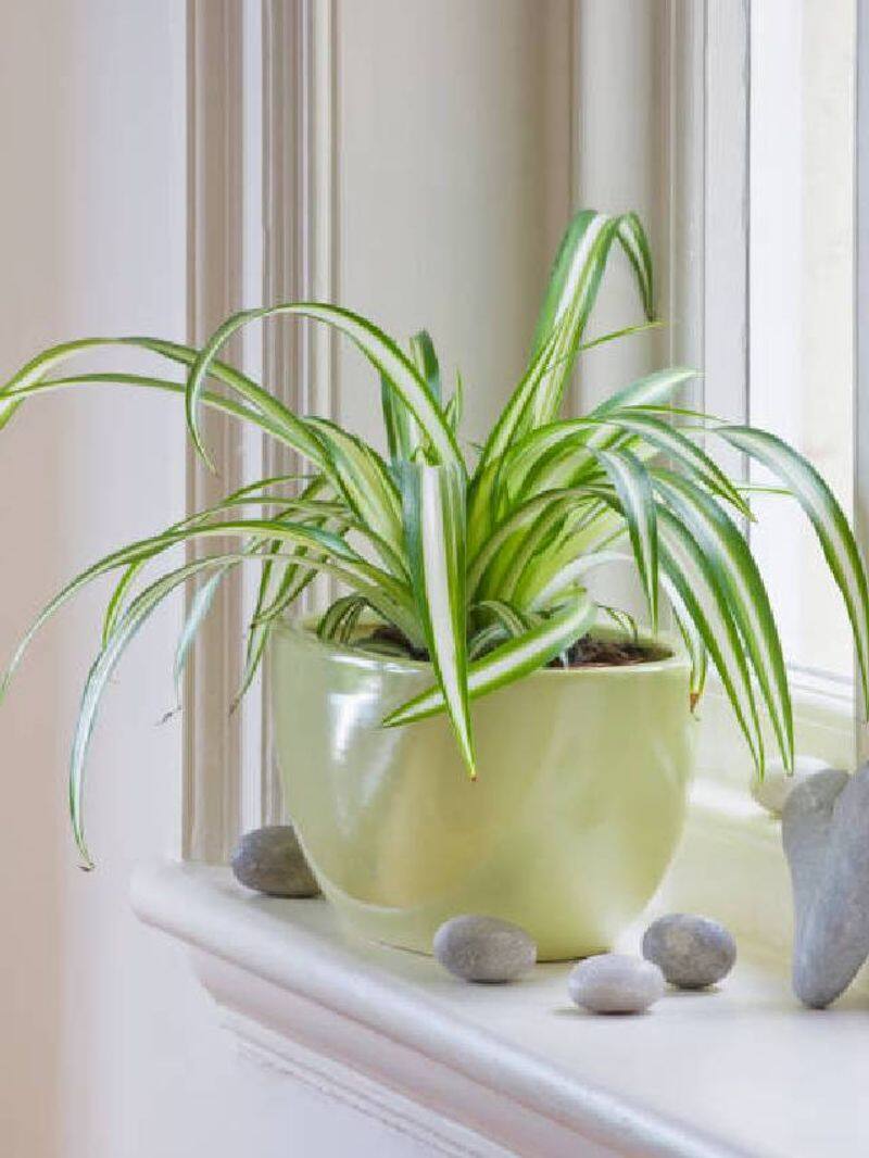 how to care your indoor plants tips 