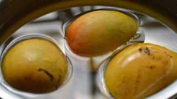 Why soaking mangoes in water is important? Know what experts say RTM