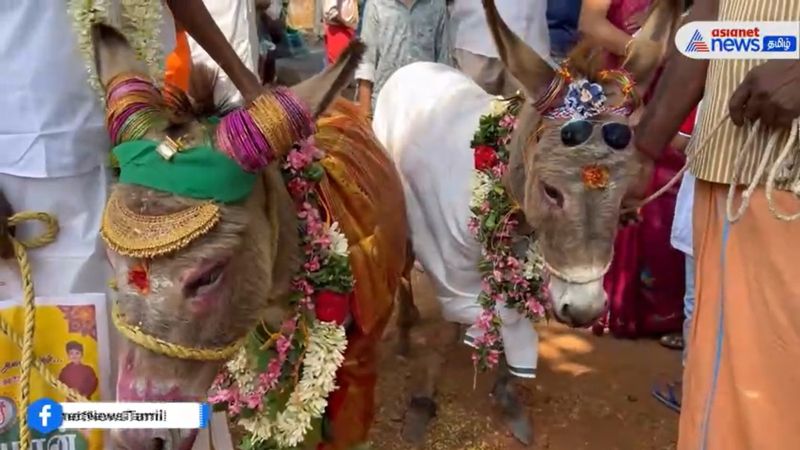 A donkey and a donkey were married to pray for rain in Coimbatore vel