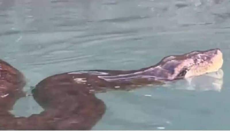 man swims with anaconda viral video 