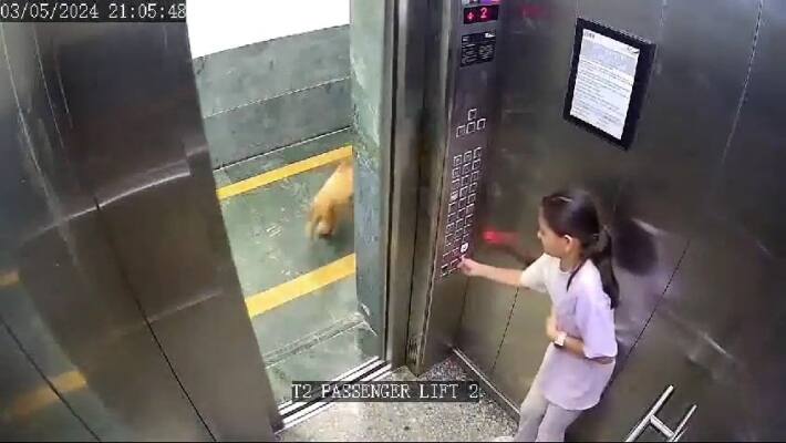 dog attacks