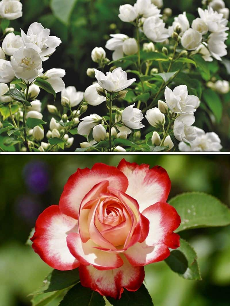 Jasmine to Rose: 7 flowers that attract bees ATG