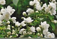 Jasmine to Rose: 7 flowers that attract bees ATG