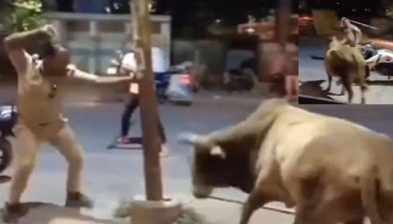 cop and bull chasing each other video viral 