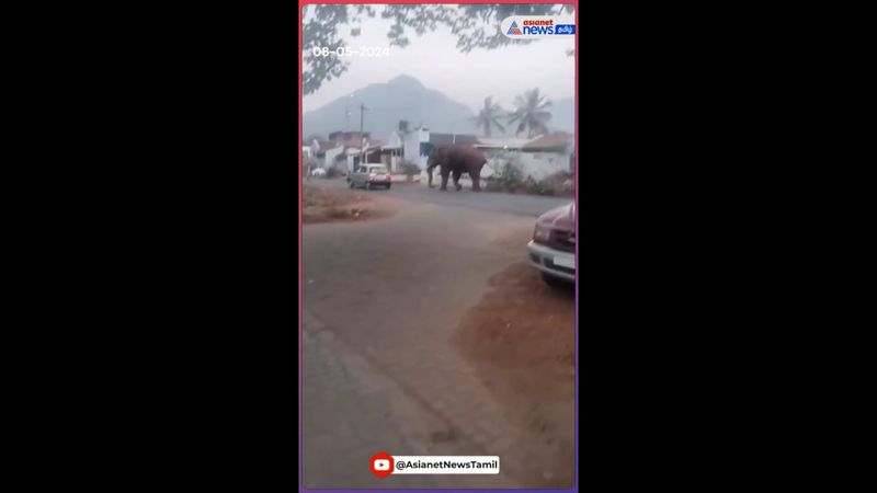 wild elephant bahubali chase car in coimbatore video goes viral