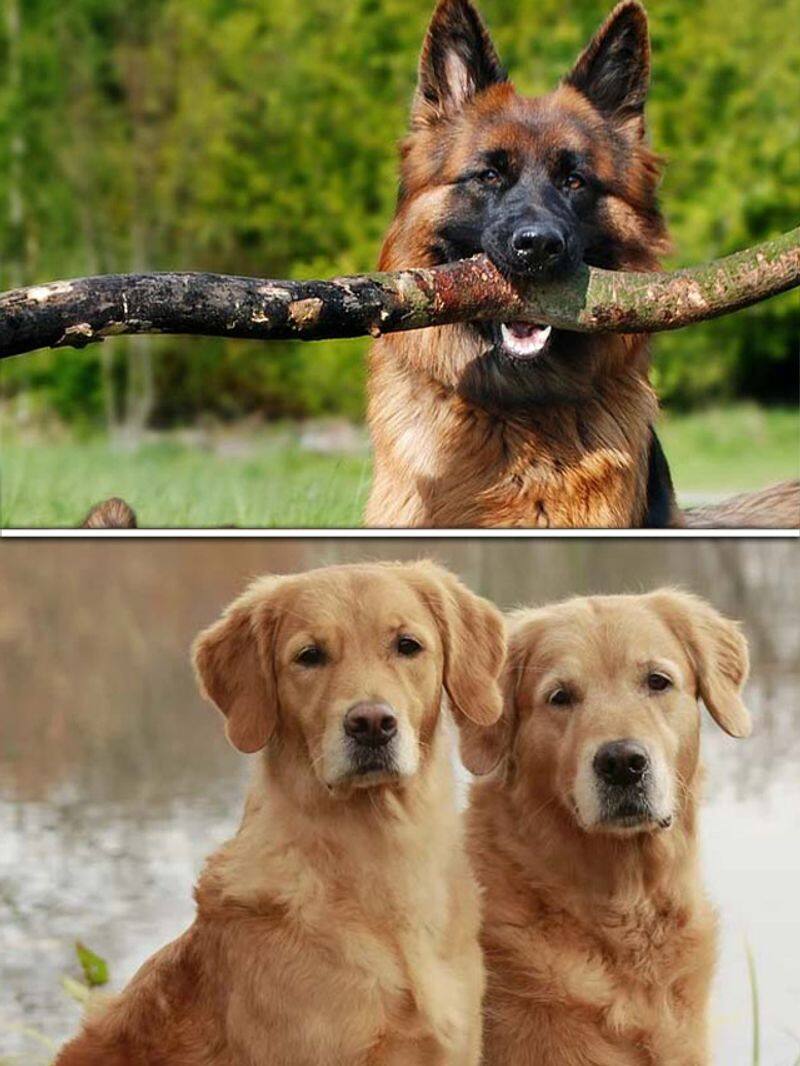 Golden Retriever to German Shepherd-7 Most searched dog breeds in 2024 RBA 