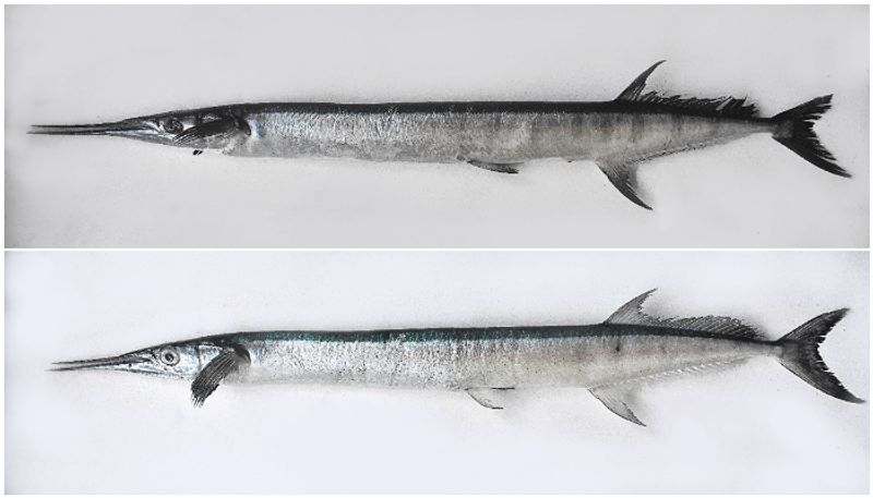 two types of new fish varieties found in ocean