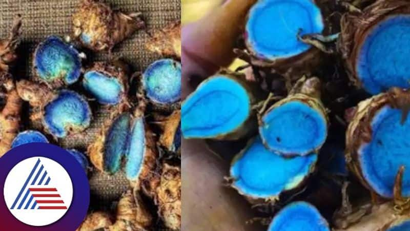 Leave yellow turmeric cultivate blue turmeric farmers are getting bumper profits skr