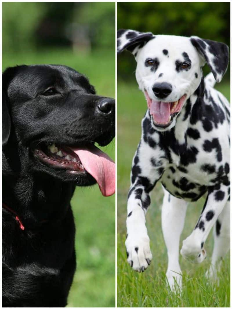 Labrador to Dalmatian: 7 Dog breeds perfect for Indian summer RTM 