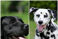 Labrador to Dalmatian: 7 Dog breeds perfect for Indian summer RTM 