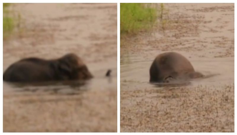 Video of baby elephant playing in a river goes viral