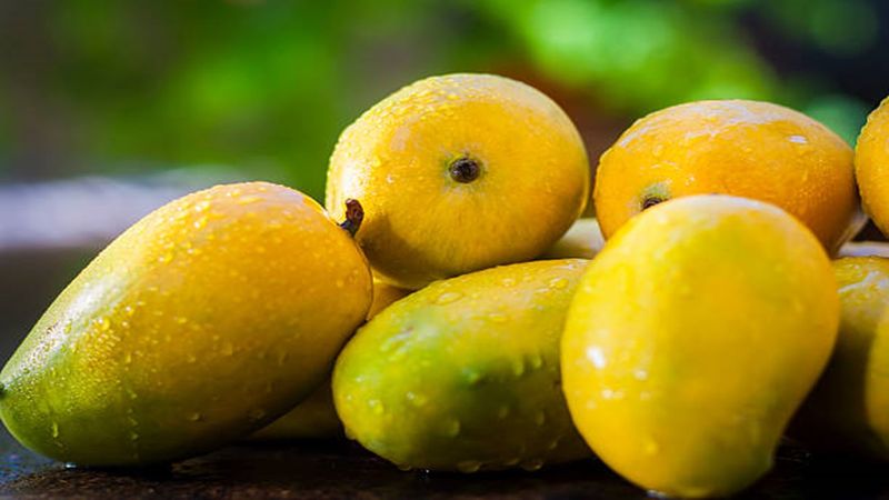 National Mango Day Know the benefits of Mangoes